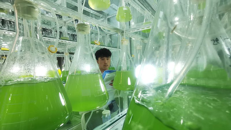 细胞工厂材质：揭秘其背后的秘密与选择之道**